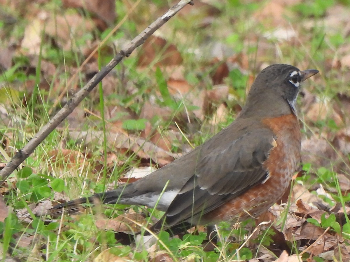 American Robin - ML644623215
