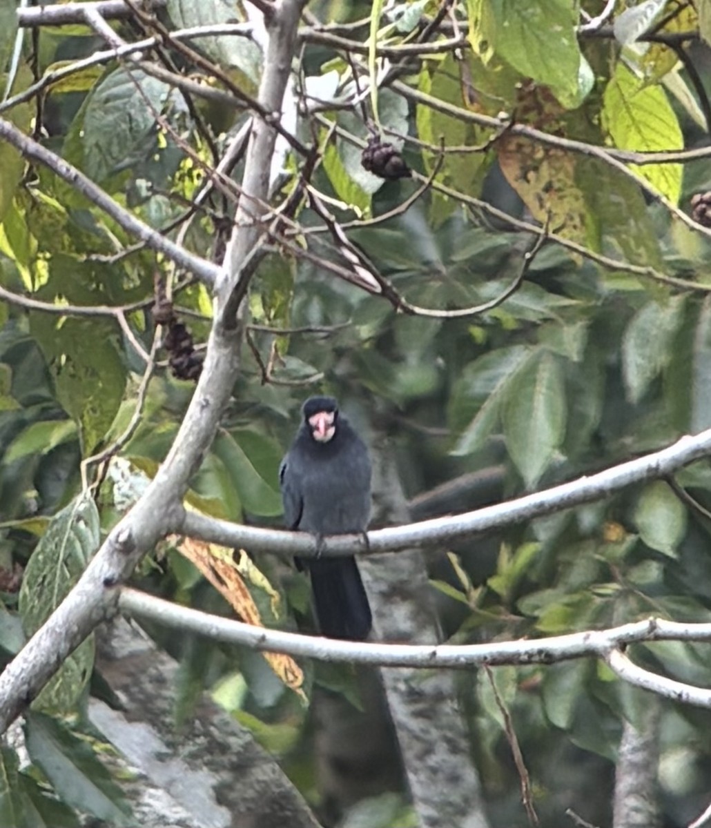 White-fronted Nunbird - ML644623216