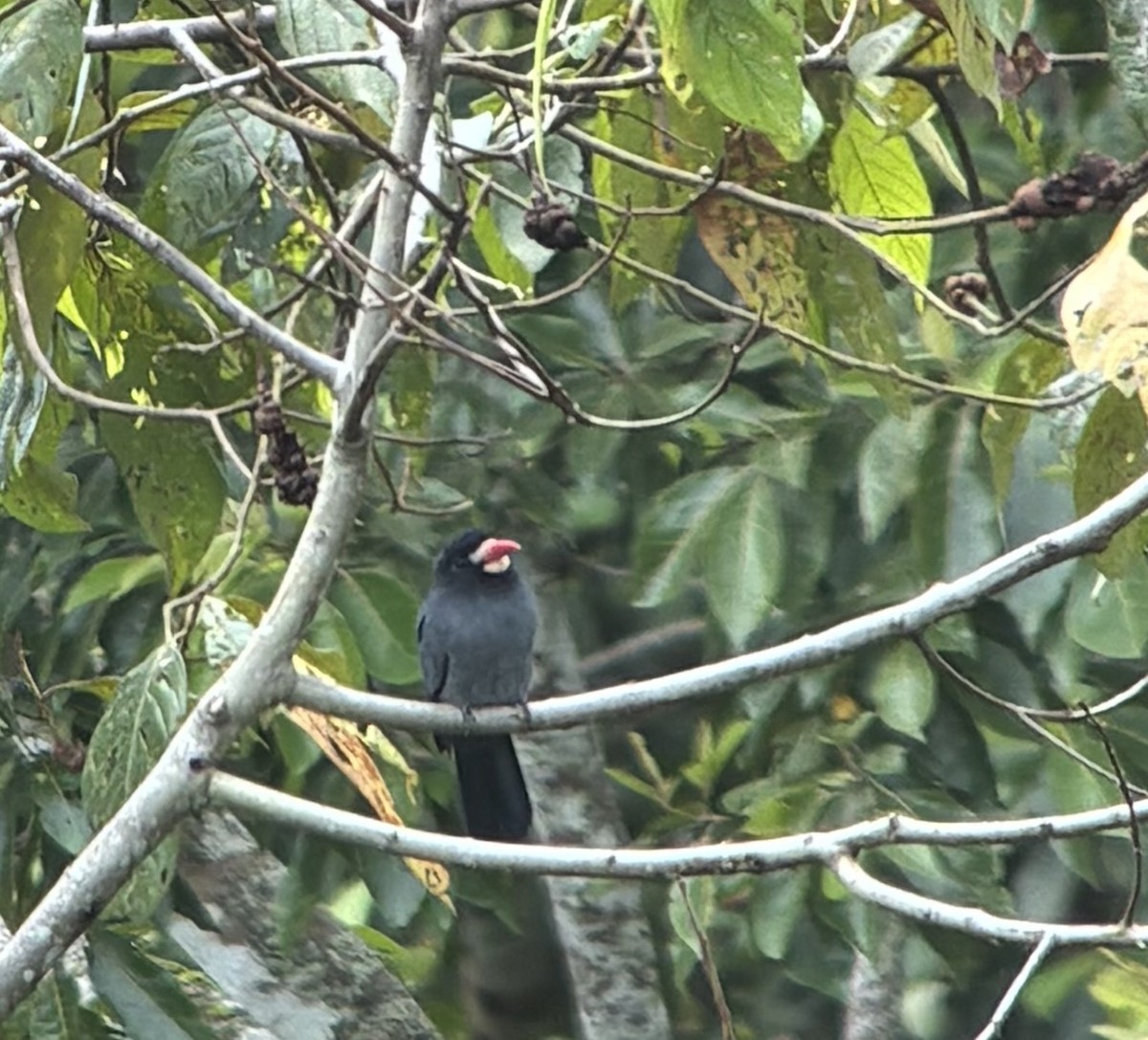 White-fronted Nunbird - ML644623217