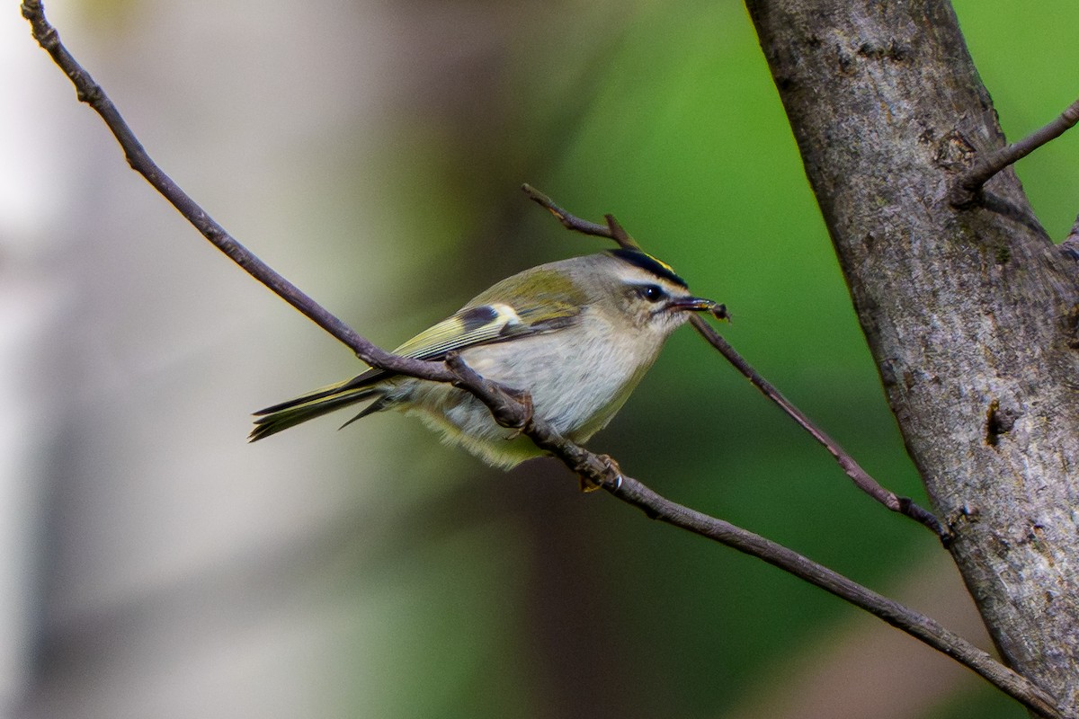 Golden-crowned Kinglet - ML644623218