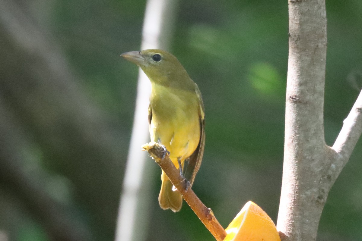 Summer Tanager - ML644623221