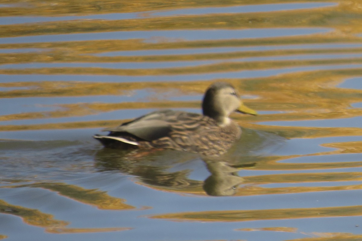 Mallard x Mexican Duck (hybrid) - ML644623222
