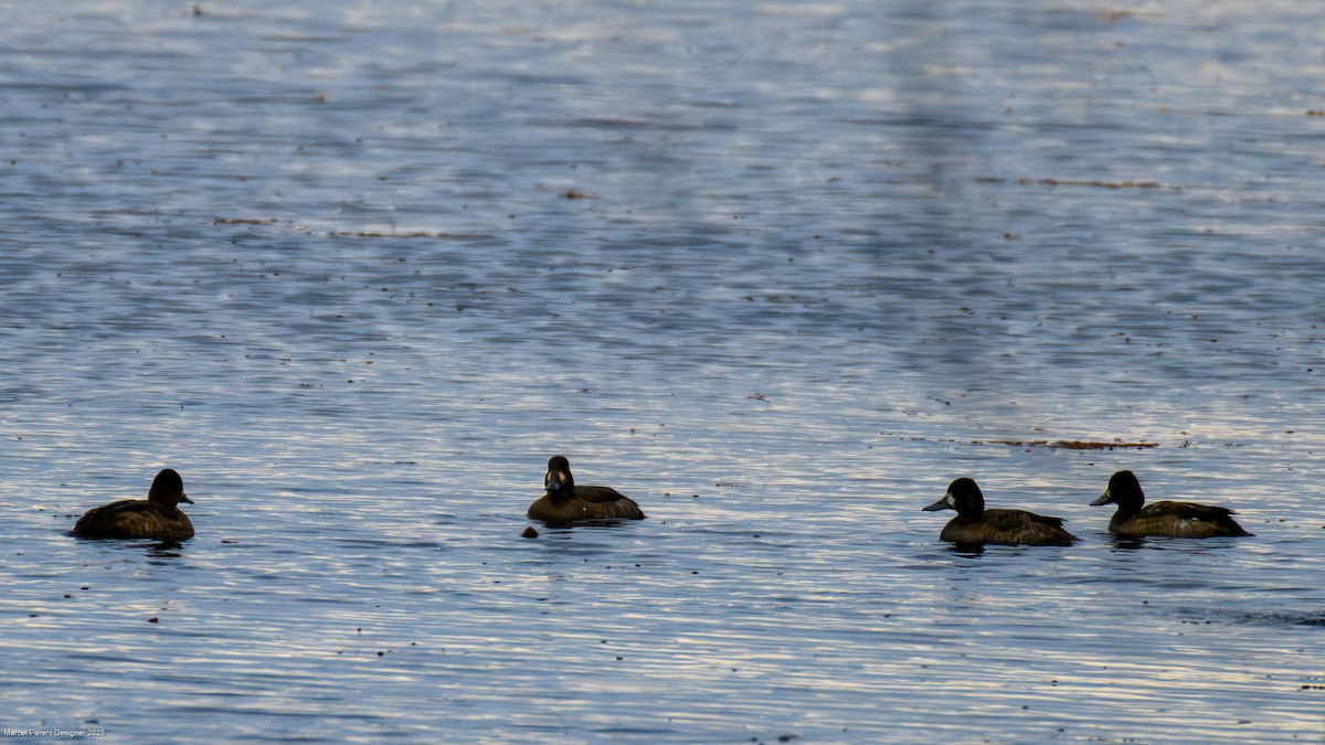 スズガモ - ML644623223