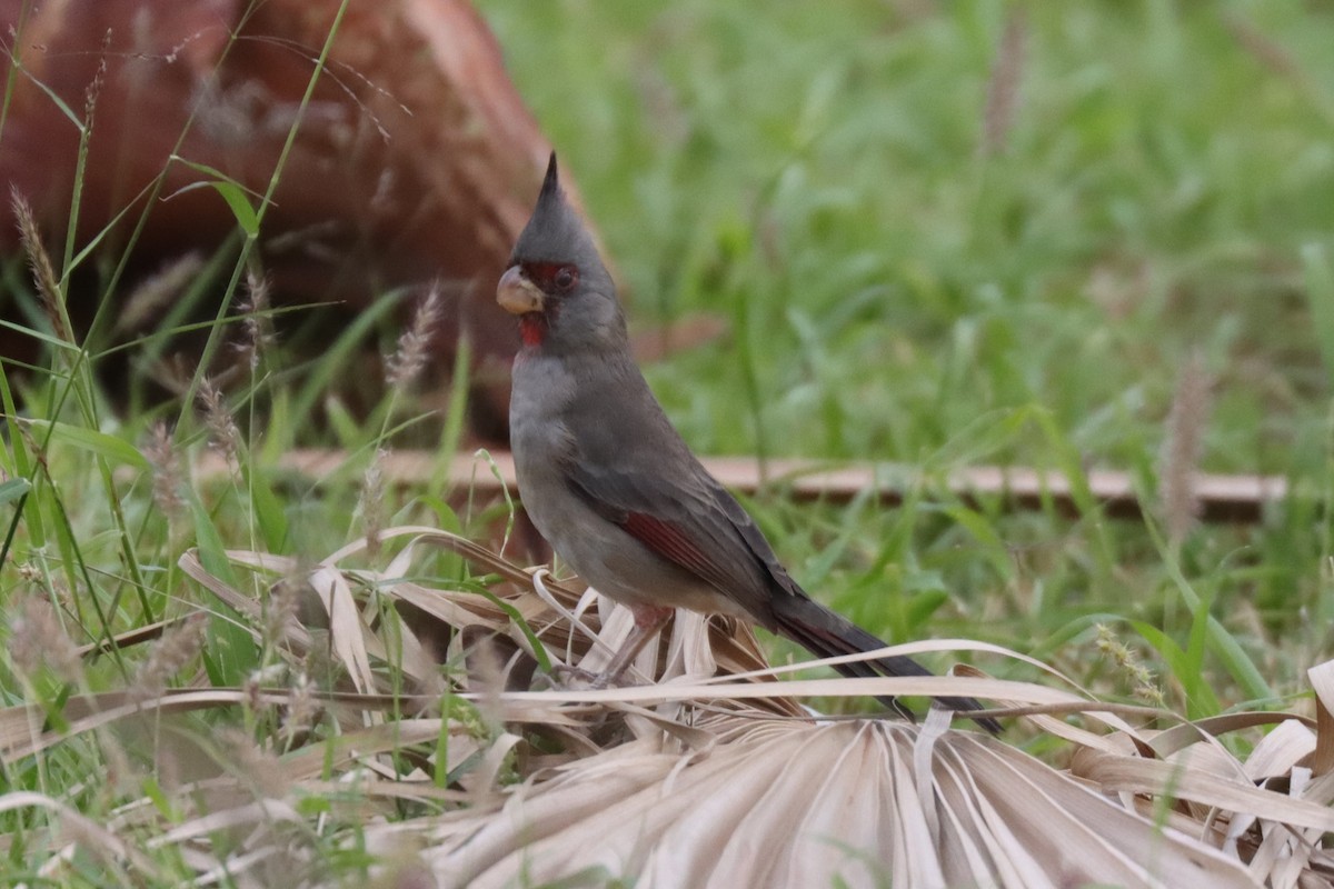 Pyrrhuloxia - ML644623225