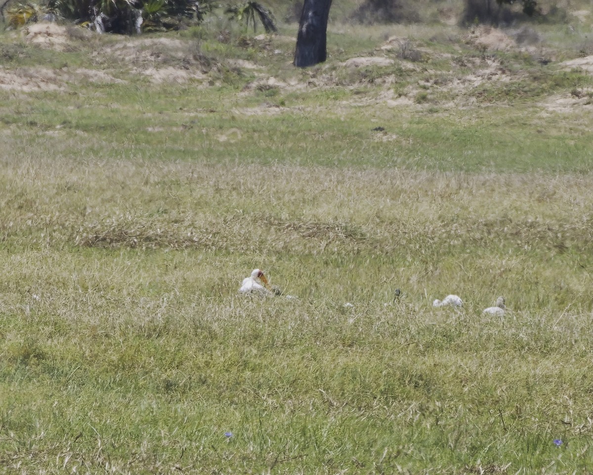 חסידן ורוד - ML644623226