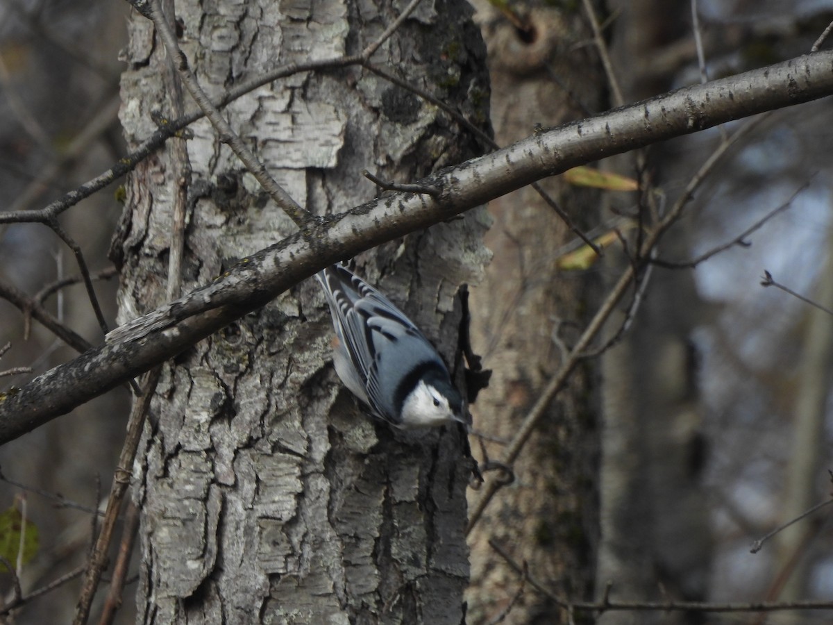 Sittelle à poitrine blanche - ML644623231