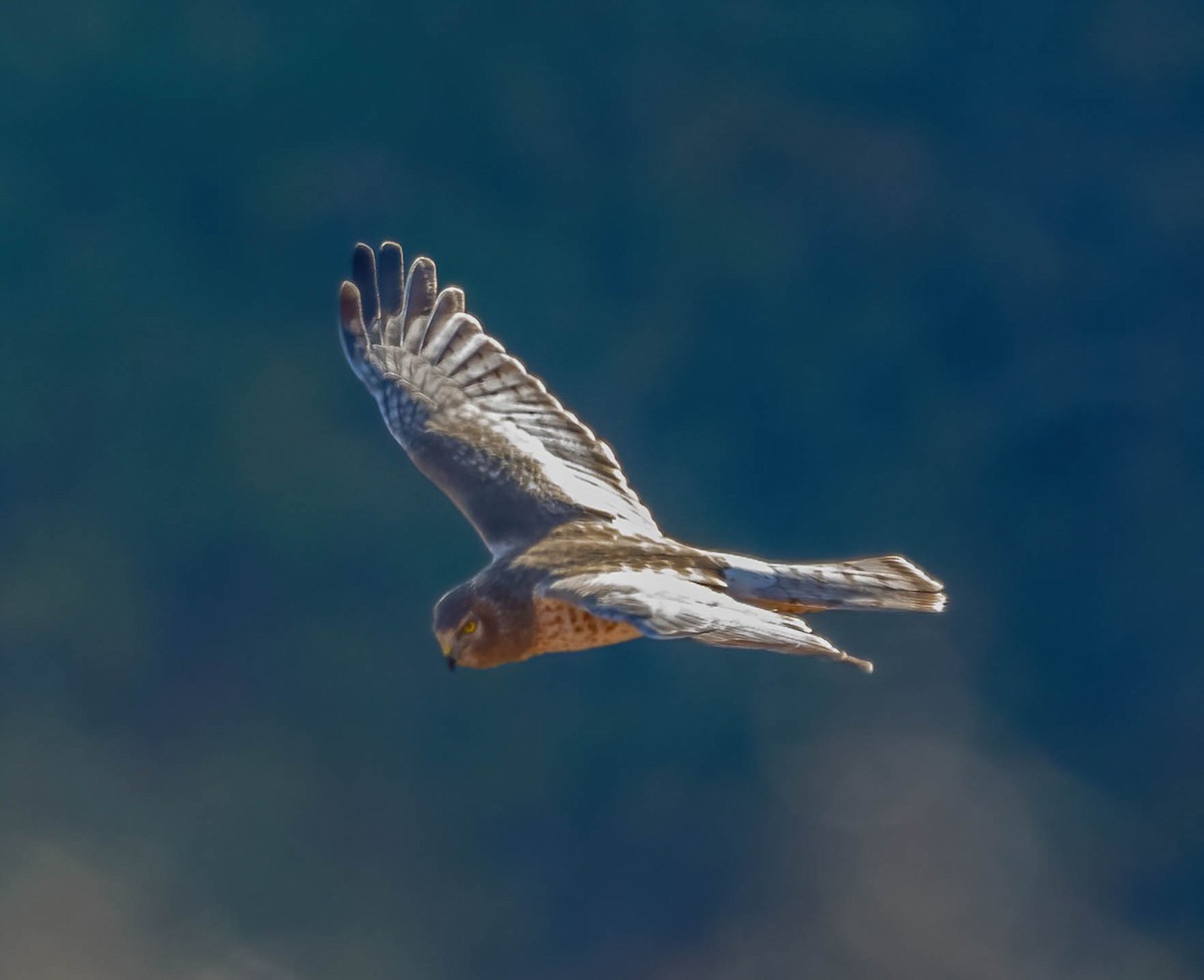 Northern Harrier - ML644623236