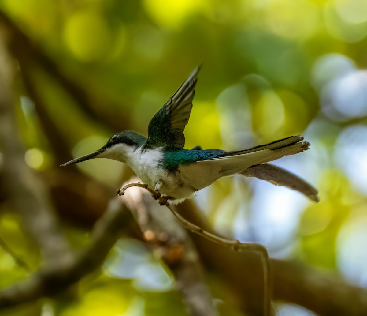 Black-eared Fairy - ML644623237