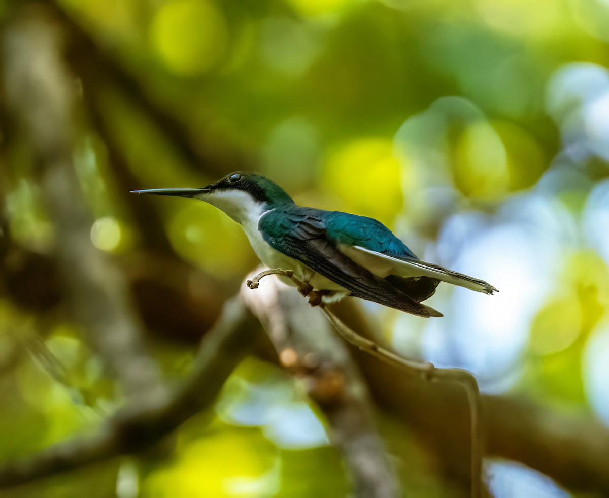 Black-eared Fairy - ML644623238