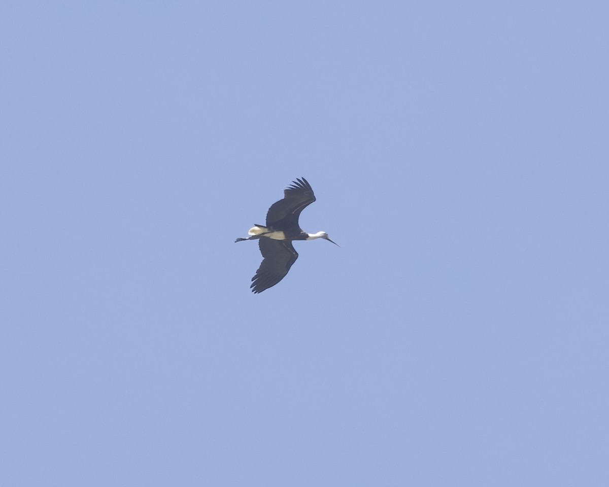 African Woolly-necked Stork - ML644623239