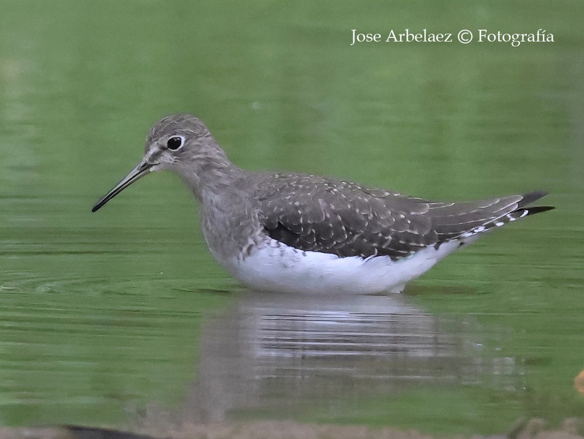 Solitary Sandpiper - ML644623240
