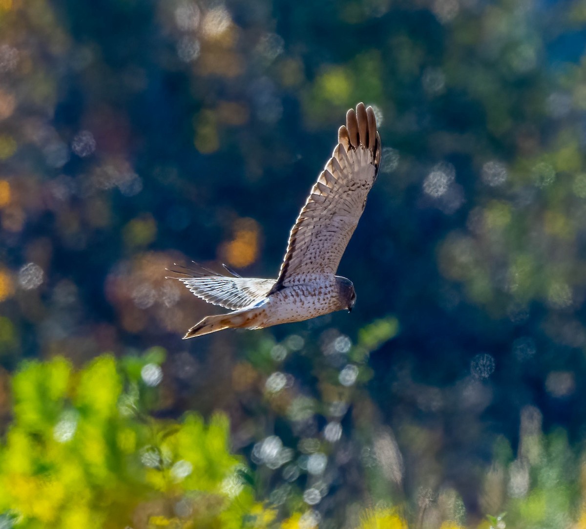 Northern Harrier - ML644623244