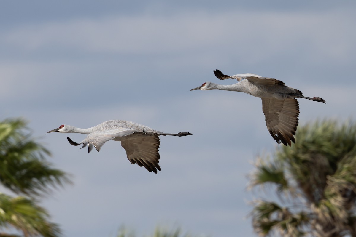 Орог тогоруу - ML644623247