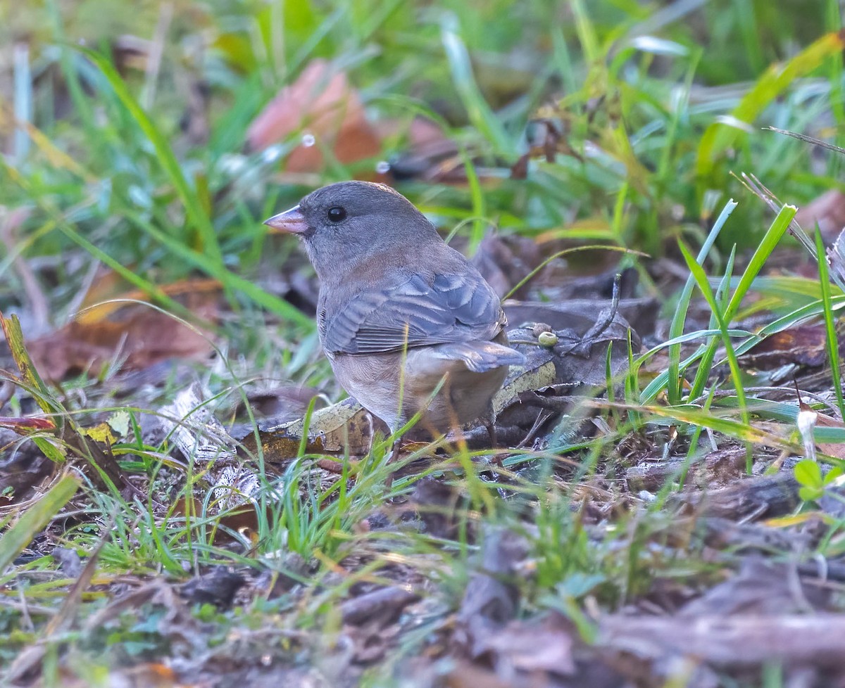 Dark-eyed Junco - ML644623258