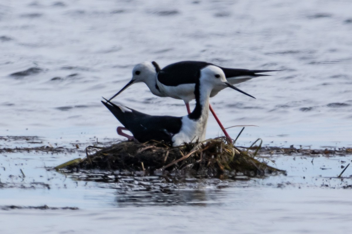 Pied Stilt - ML644623262