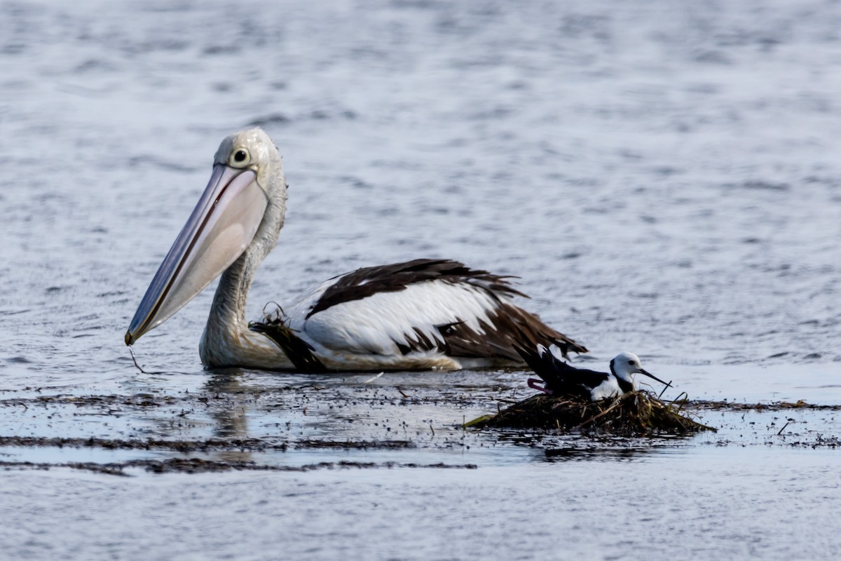 Pied Stilt - ML644623269