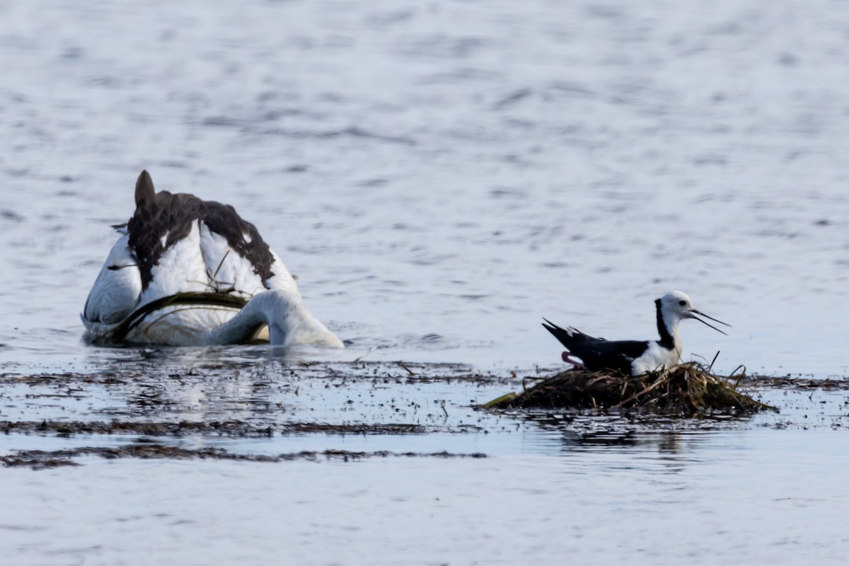 Pied Stilt - ML644623274