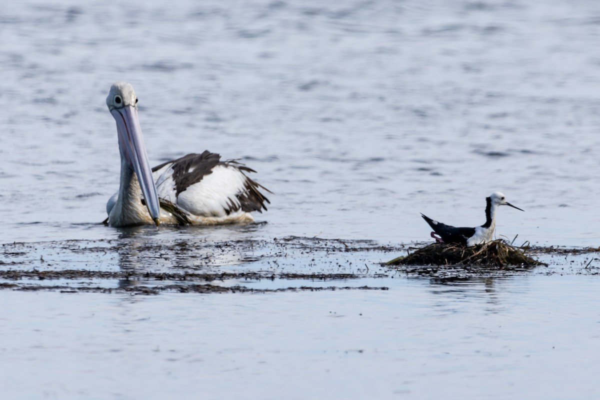 Pied Stilt - ML644623281