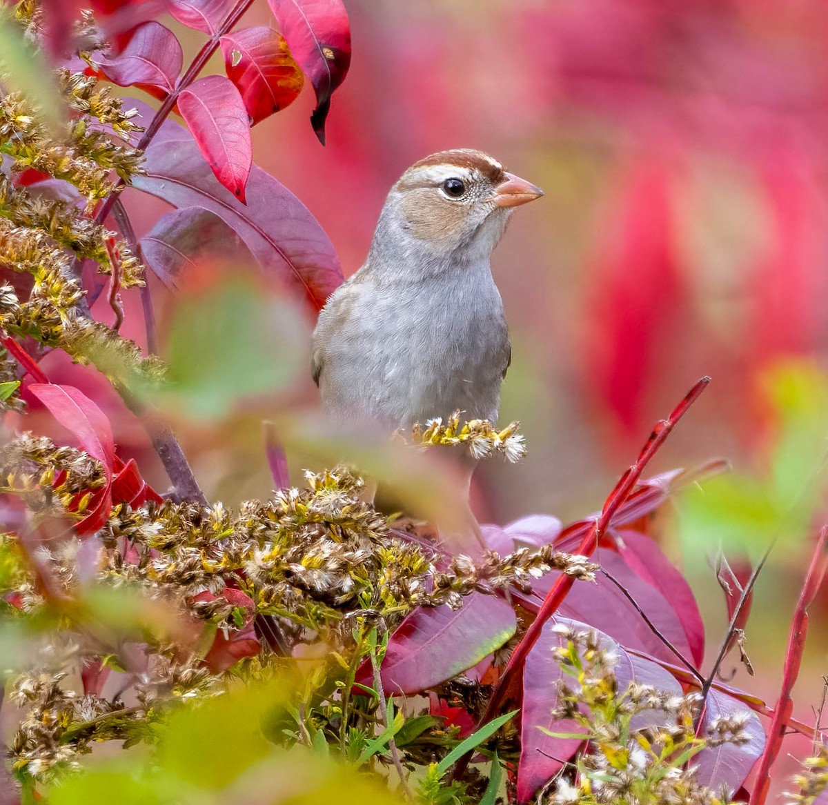 White-crowned Sparrow - ML644623282