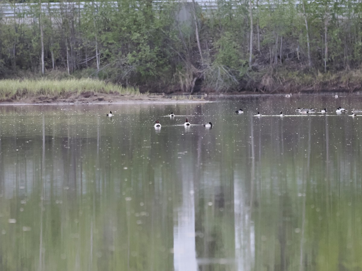 Porrón Coacoxtle - ML644623283