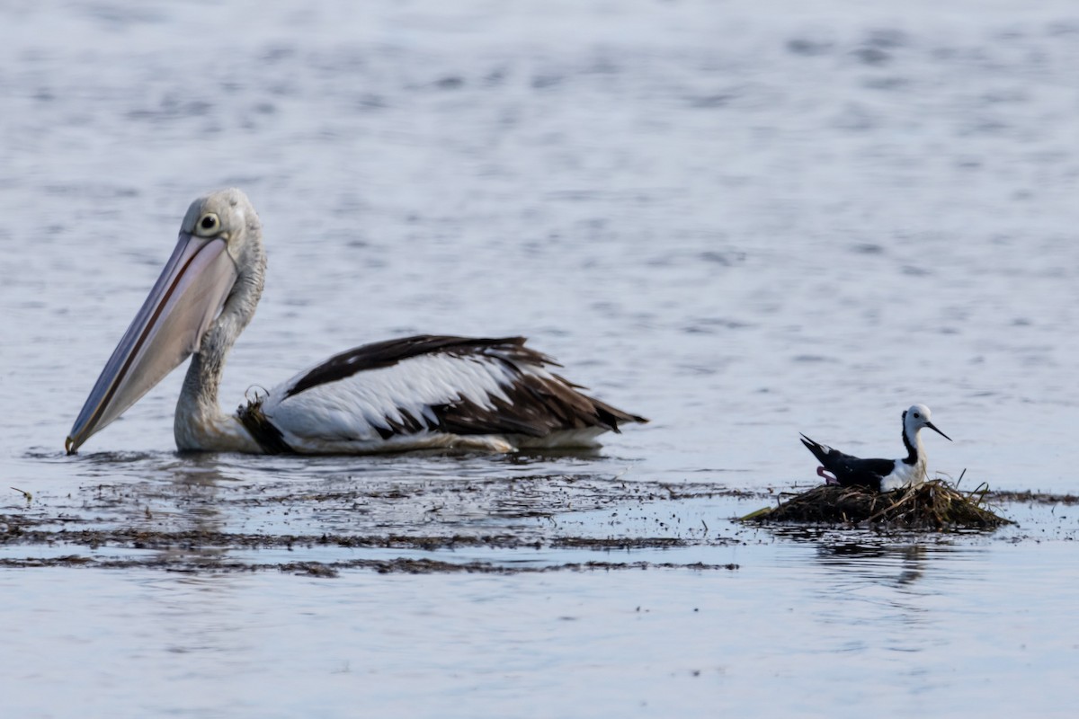 Pied Stilt - ML644623285