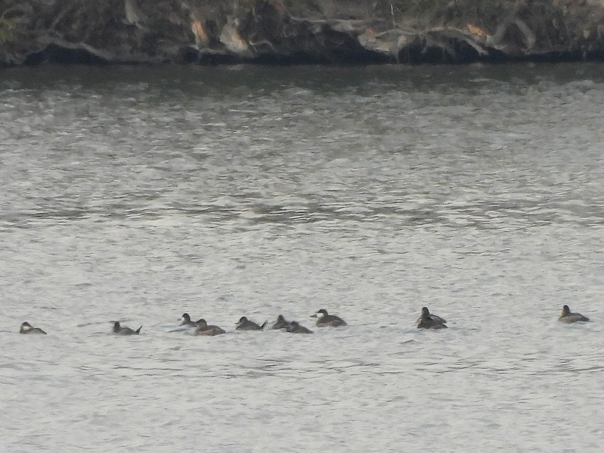 Amerika Dikkuyruğu - ML644623298