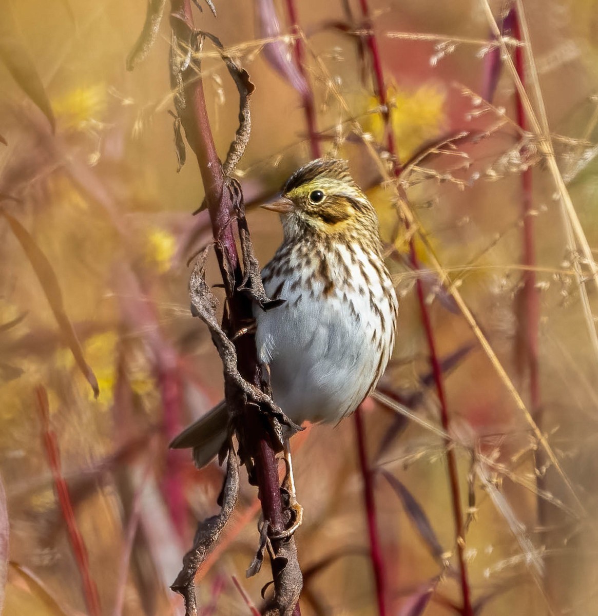 Savannah Sparrow - ML644623299