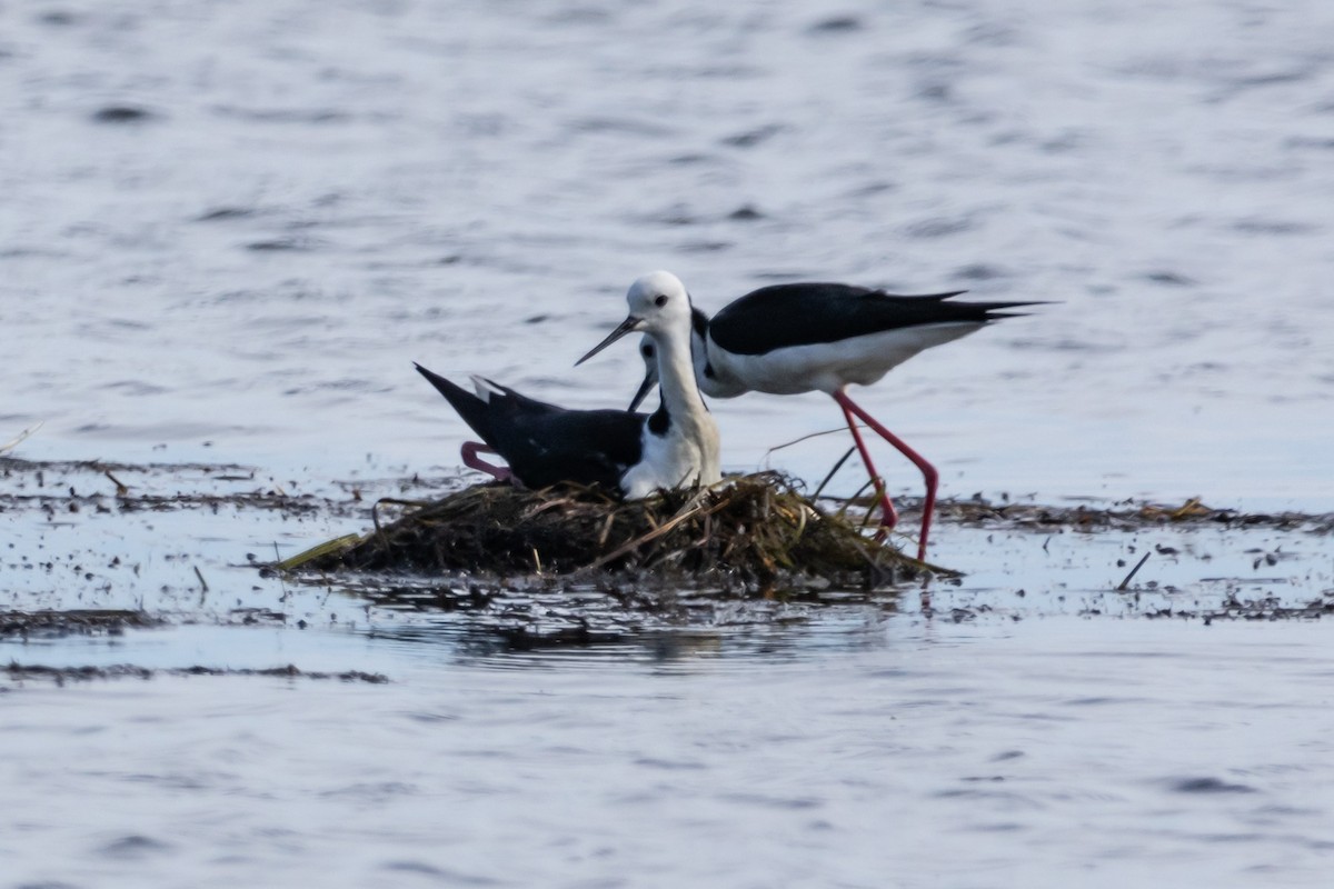 Pied Stilt - ML644623300