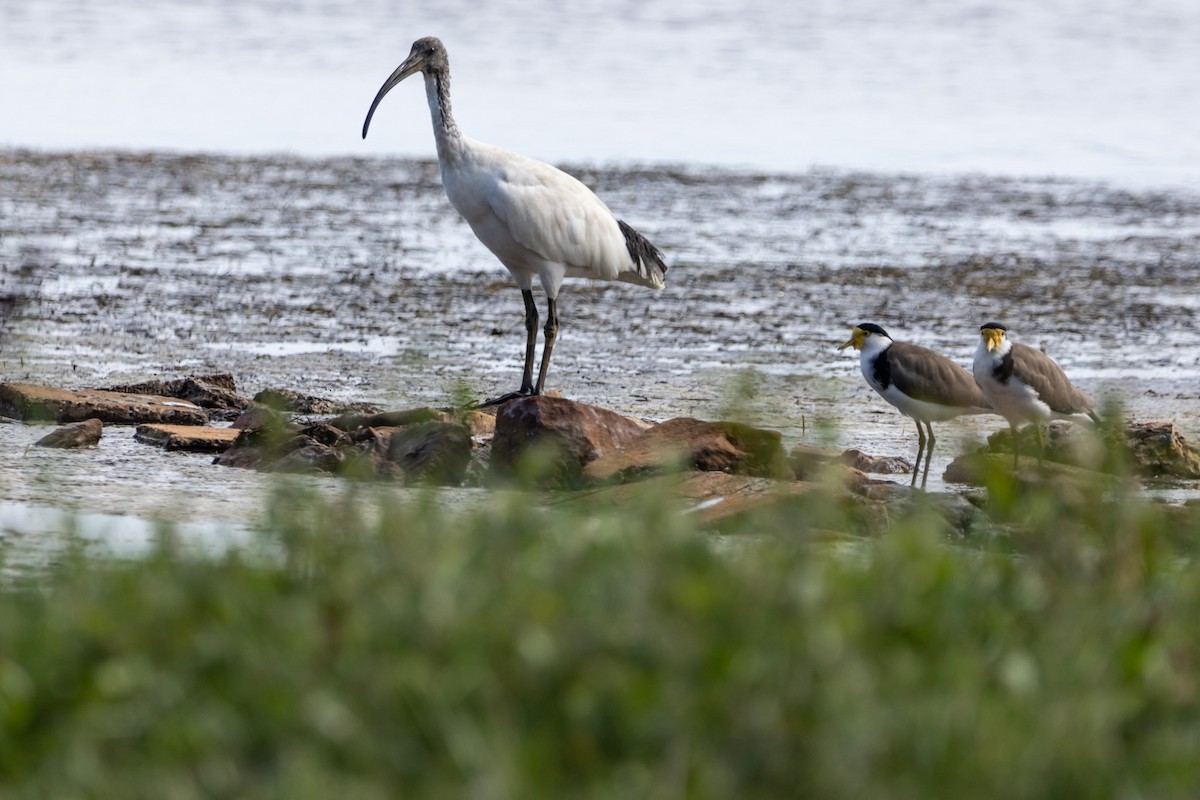 Masked Lapwing - ML644623304