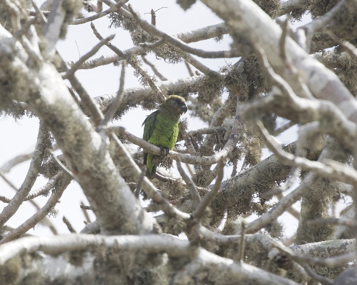 Brown-headed Parrot - ML644623306