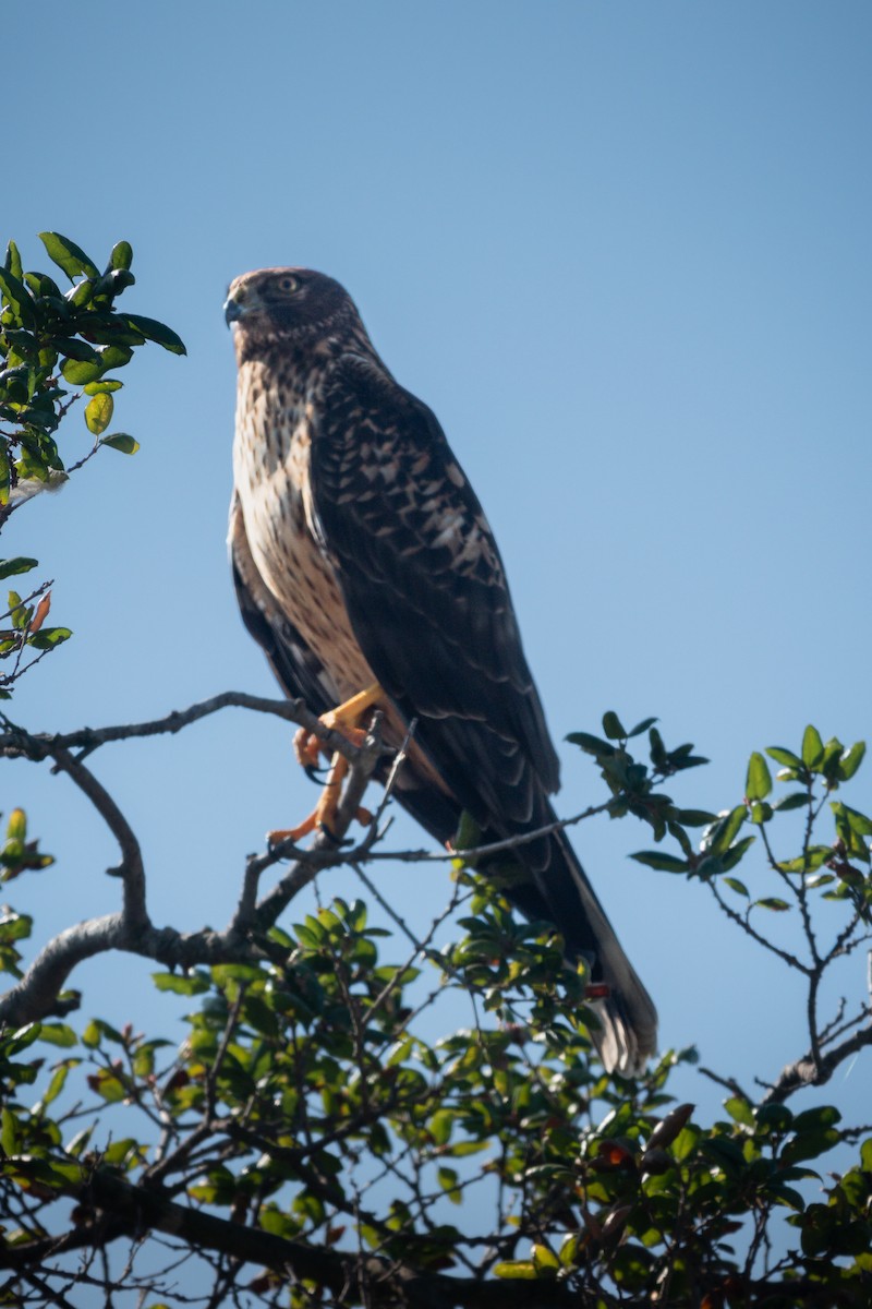 Northern Harrier - ML644623308