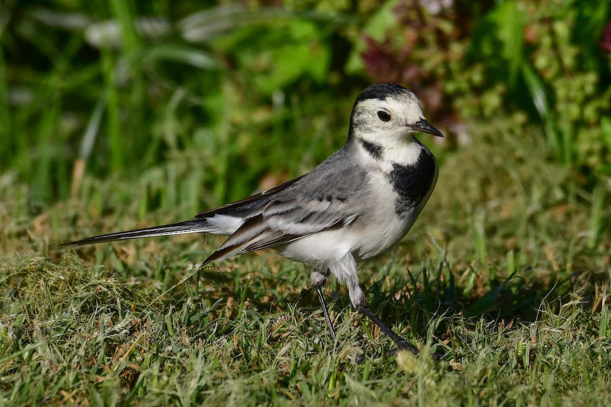 White Wagtail - ML644623314