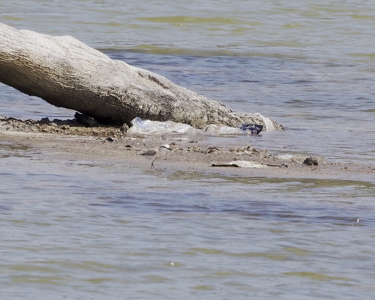 Белолобый зуёк - ML644623317