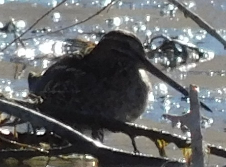 Wilson's Snipe - ML644623328