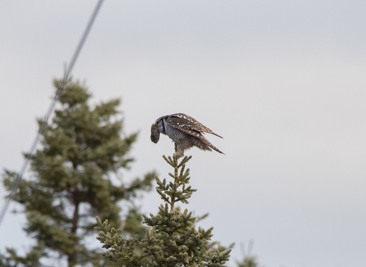 Northern Hawk Owl - ML644623333