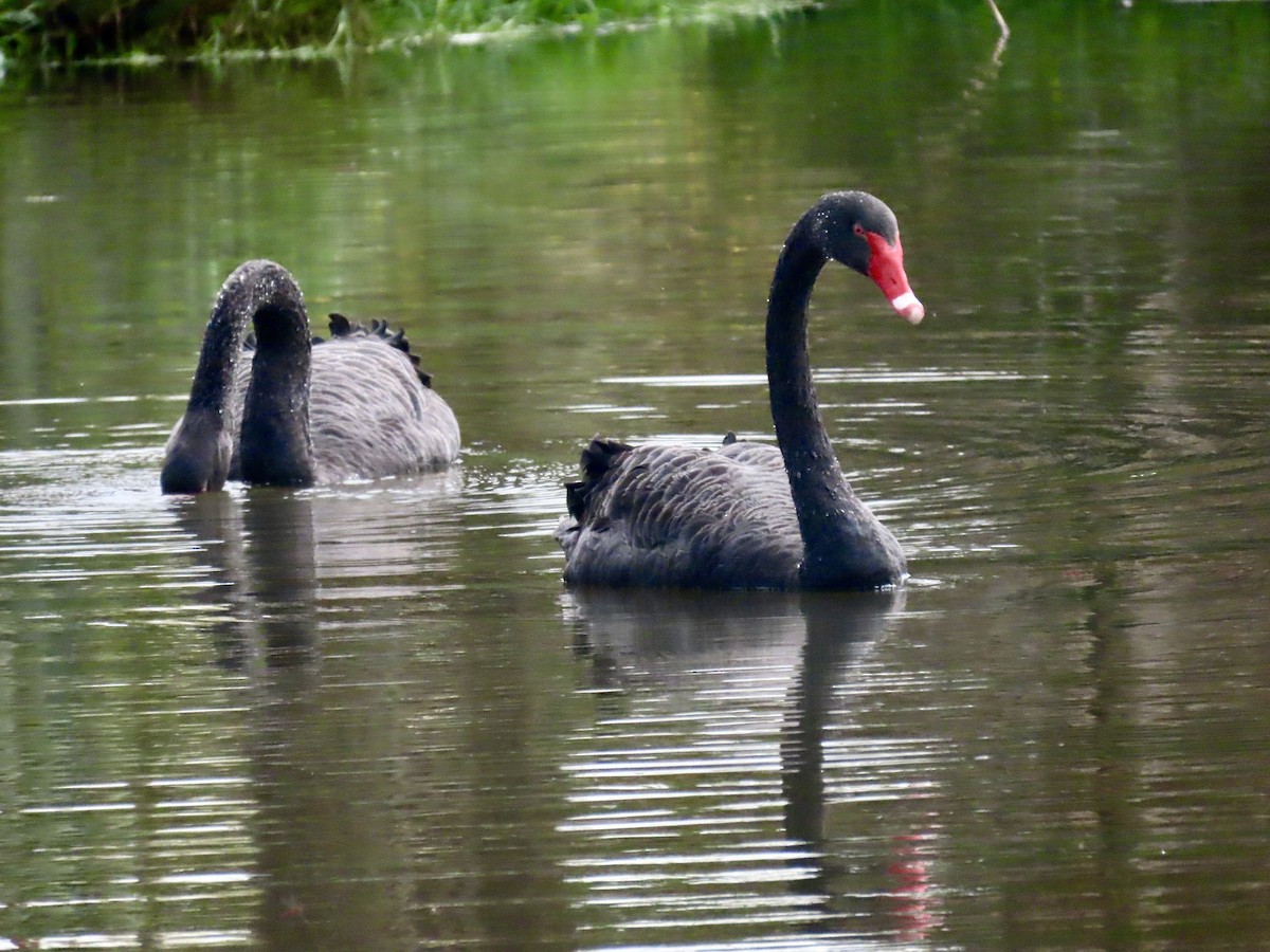 Лебідь чорний - ML644623336