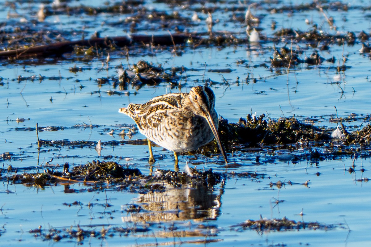 Wilson's Snipe - ML644623345