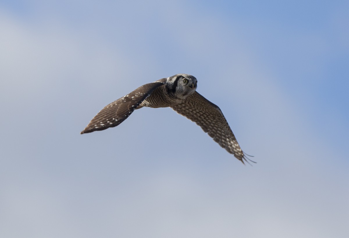 Northern Hawk Owl - ML644623359