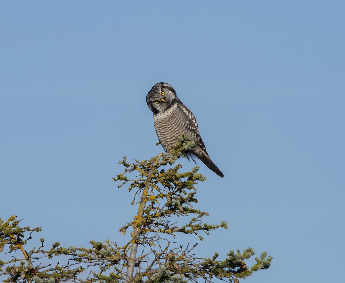 Northern Hawk Owl - ML644623360