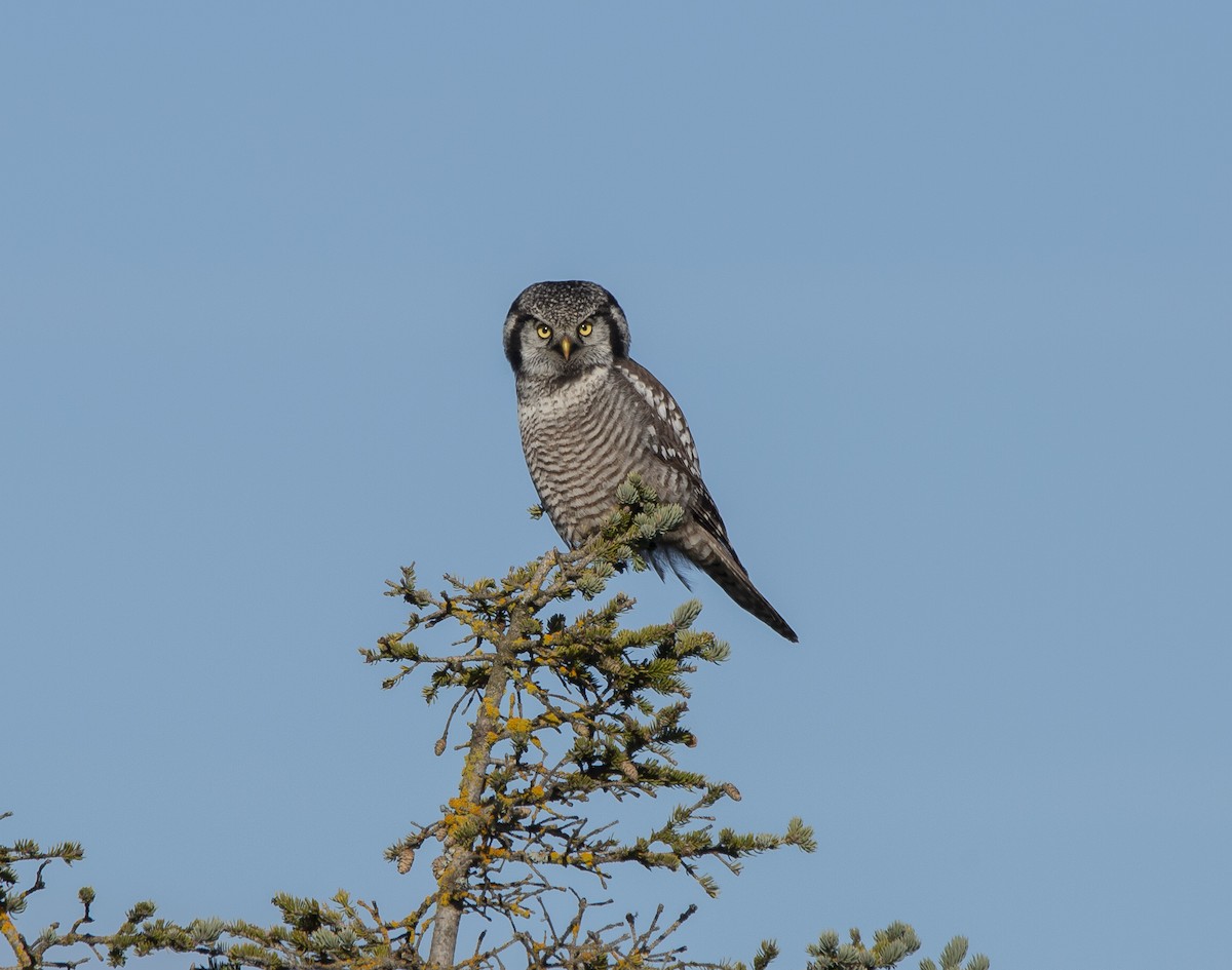 Northern Hawk Owl - ML644623361