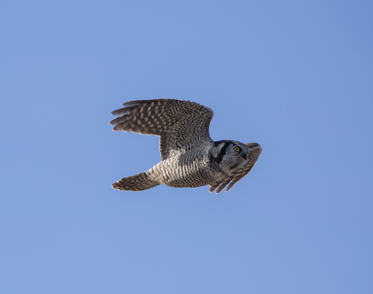 Northern Hawk Owl - ML644623362