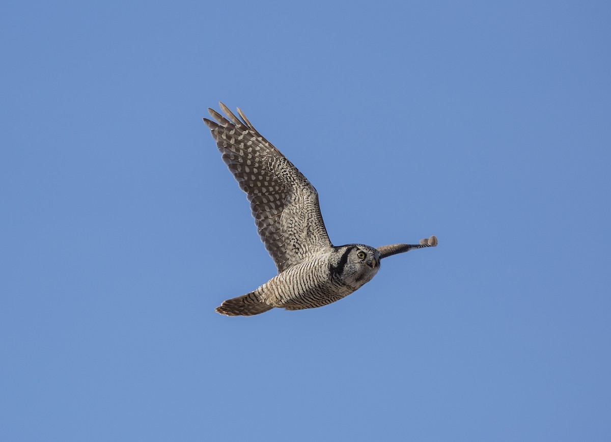 Northern Hawk Owl - ML644623363