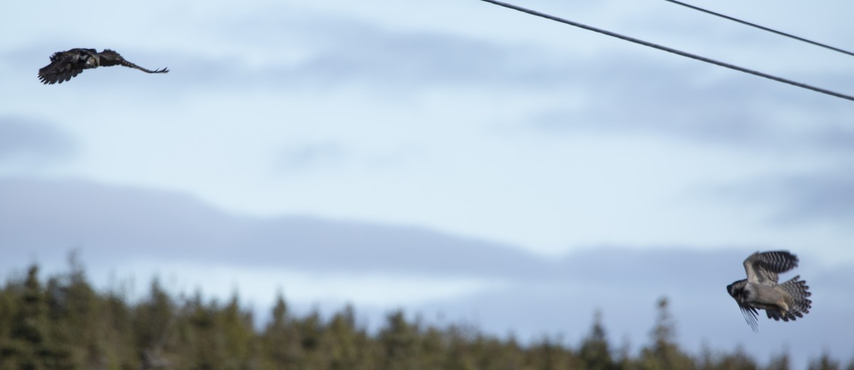 Northern Hawk Owl - ML644623364