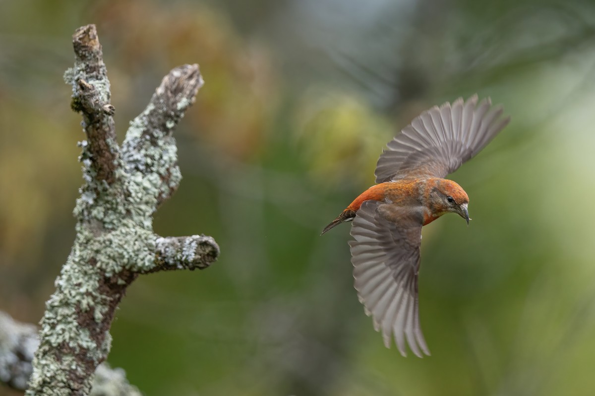 Red Crossbill - ML644623375