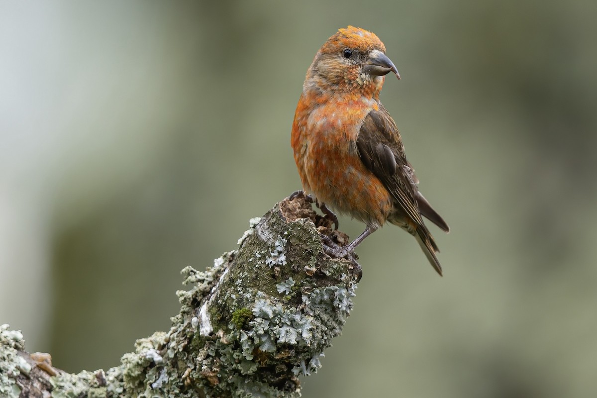Red Crossbill - ML644623376