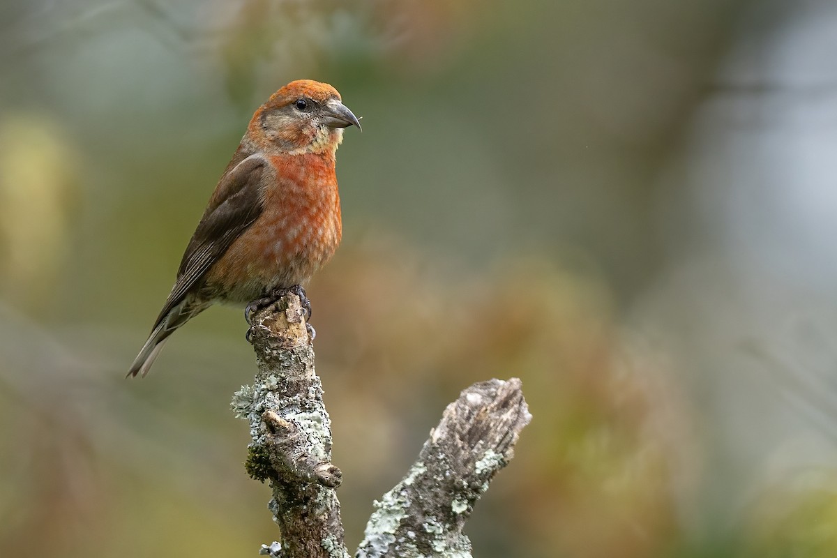 Red Crossbill - ML644623377
