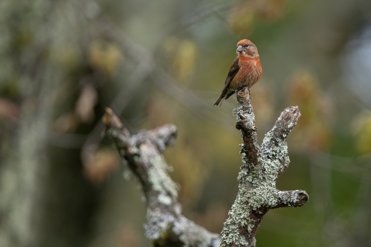 Red Crossbill - ML644623378