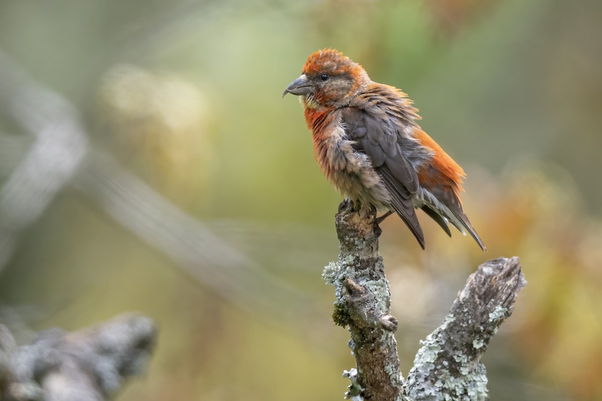 Red Crossbill - ML644623379