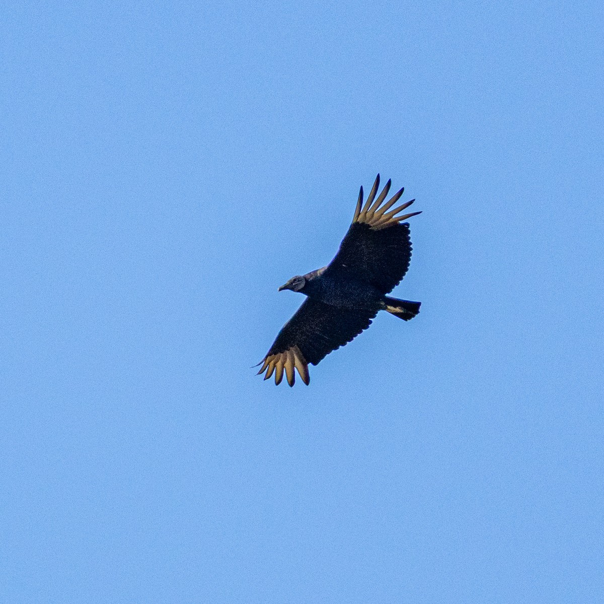 Black Vulture - ML644623390