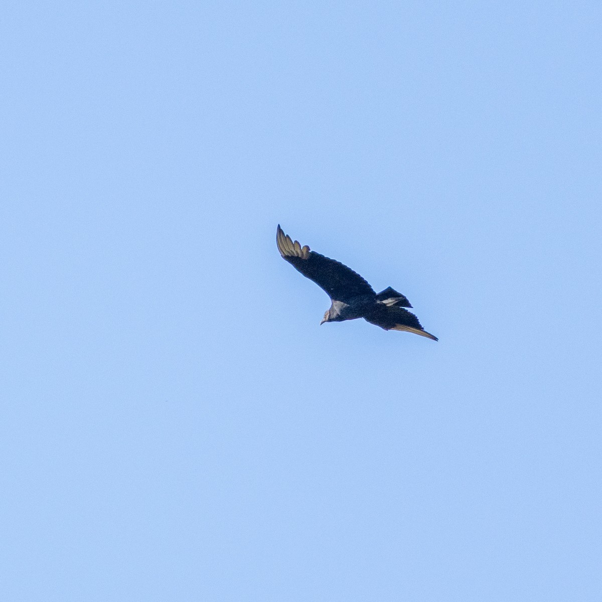 Black Vulture - ML644623392